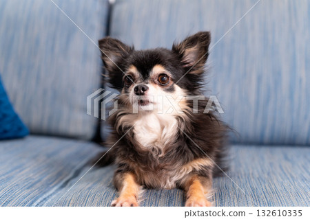 Chihuahua long coat Chihuahua long coat 132610335