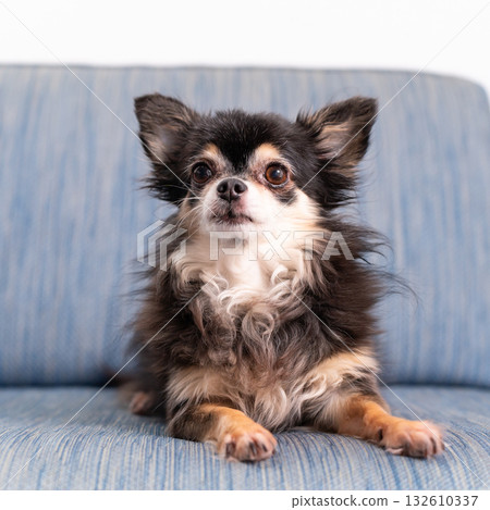 Chihuahua long coat Chihuahua long coat 132610337