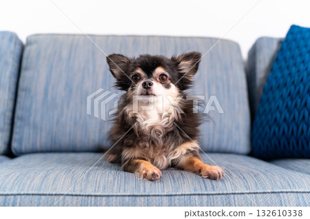 Chihuahua long coat Chihuahua long coat 132610338