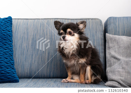Chihuahua long coat 132610340