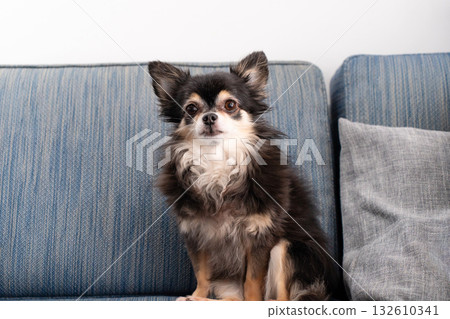 Chihuahua long coat 132610341