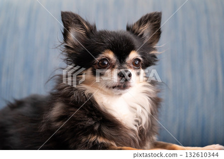Chihuahua long coat 132610344