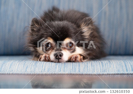 Chiwawa長外套 Chiwawa長外套 132610350