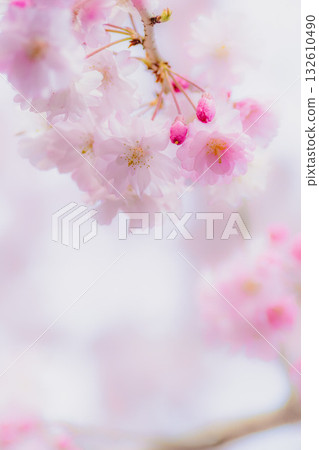 A fantastic weeping cherry tree bathed in spring light 132610490