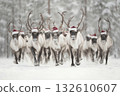 Reindeer in Santa hats run through snow 132610607