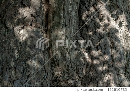 The wood grain is sculpted by sunlight filtering through the trees, which never seems to be the same again. The wood grain is sculpted by sunlight filtering through the trees, which never seems to be the same again. 132610783