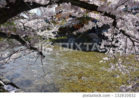 日本岐阜縣高山市:宮川流經市中心及週邊街道。櫻花盛開,河水波光粼粼,美不勝收。 日本岐阜縣高山市:宮川流經市中心及週邊街道。櫻花盛開,河水波光粼粼,美不勝收。 132610832