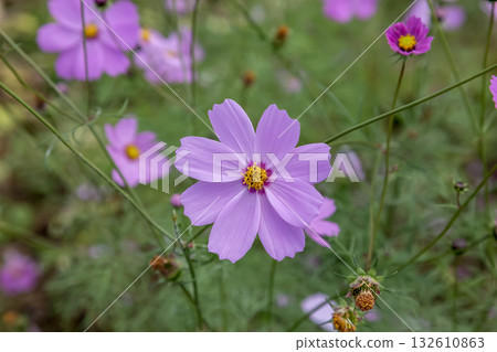 Pink cosmos blooming healthily against the soft morning light Pink cosmos blooming healthily against the soft morning light 132610863
