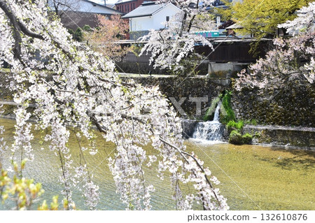 日本岐阜縣高山市：宮川流經市中心及週邊街道，櫻花盛開，綠意盎然，景色宜人。 132610876