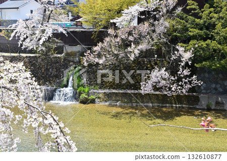 日本岐阜縣高山市：宮川流經市中心及週邊街道，櫻花盛開，綠意盎然，景色宜人。 132610877