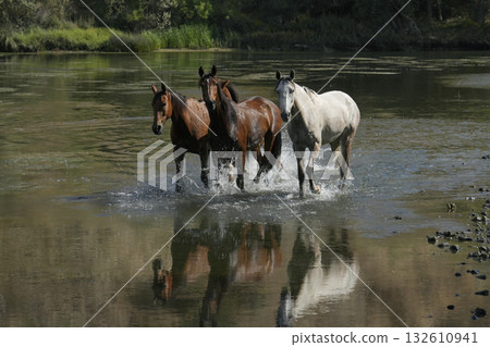 Wild horses at the waterhole Wild horses at the waterhole 132610941