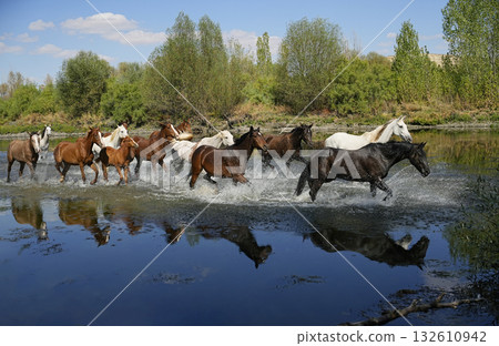 Wild horses at the waterhole Wild horses at the waterhole 132610942