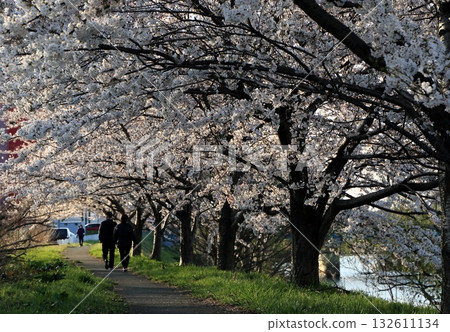 如今已廢棄的太平川櫻花盛開的景象 如今已廢棄的太平川櫻花盛開的景象 132611134