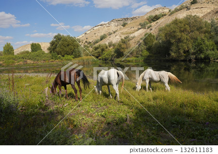 Wild horses on the grassland Wild horses on the grassland 132611183