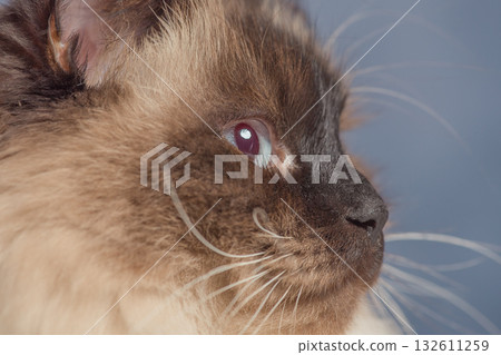 Siberian cat, color point, on a gray background. Profile of the cat. Siberian cat, color point, on a gray background. Profile of the cat. 132611259