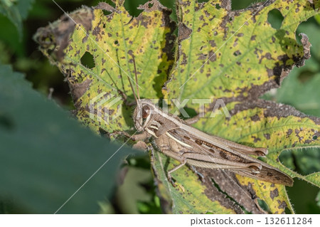 Patanga japonica 132611284