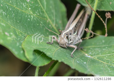 巴坦加粳稻 巴坦加粳稻 132611286