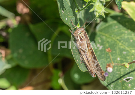 巴坦加粳稻 132611287