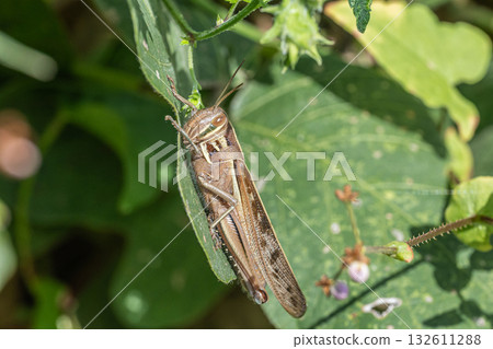 巴坦加粳稻 132611288