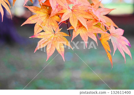 改變葉子的Momiji 改變葉子的Momiji 132611400