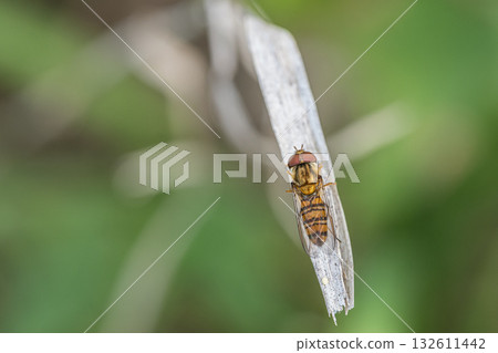 A male slender-headed fly resting on a dead leaf 132611442