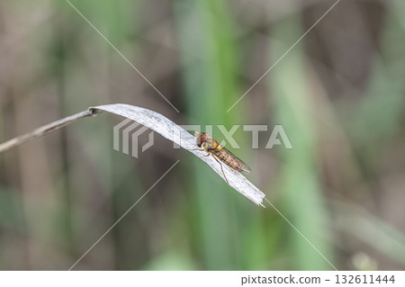 一隻雄性細頭蠅停在枯葉上。 一隻雄性細頭蠅停在枯葉上。 132611444