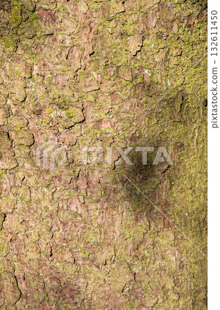 Gentle mosscovered tree bark setting Gentle mosscovered tree bark setting 132611450