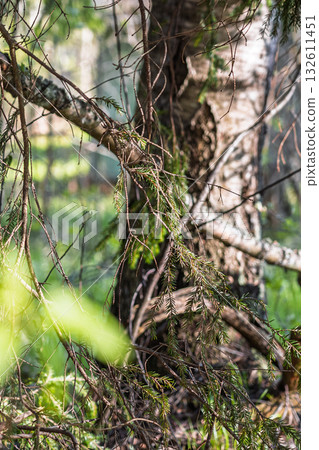 entwined roots with mossy undergrowth entwined roots with mossy undergrowth 132611451