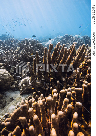 Blue ocean with corals and sun rays. Tranquil underwater scene with copy space. Blue ocean with corals and sun rays. Tranquil underwater scene with copy space. 132611598