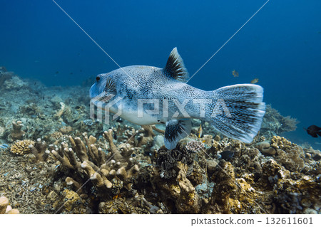 Close up of pufferfish swimming over coral reef in tropical ocean water Close up of pufferfish swimming over coral reef in tropical ocean water 132611601
