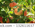 Ripe red apples on tree branches in sunny orchard 132611637