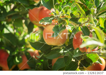 Ripe red apples on tree branches in sunny orchard Ripe red apples on tree branches in sunny orchard 132611637