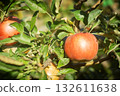 Ripe red apples on tree branches in sunny orchard 132611638