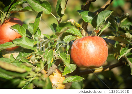 Ripe red apples on tree branches in sunny orchard Ripe red apples on tree branches in sunny orchard 132611638