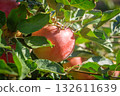 Ripe red apples on tree branches in sunny orchard 132611639