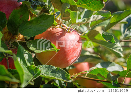 Ripe red apples on tree branches in sunny orchard Ripe red apples on tree branches in sunny orchard 132611639