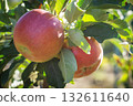 Ripe red apples on tree branches in sunny orchard 132611640