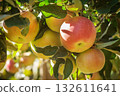 Ripe red apples on tree branches in sunny orchard 132611641