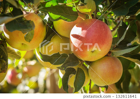 Ripe red apples on tree branches in sunny orchard Ripe red apples on tree branches in sunny orchard 132611641