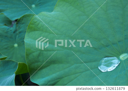 Lotus leaves Lotus leaves 132611879