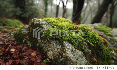 自然紋理：苔蘚岩石特寫和模糊背景 132611895