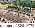A photo of vegetables being grown in a rented farm 132612779
