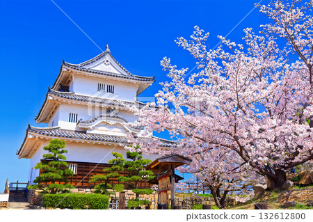 [香川縣] 春天櫻花盛開的丸龜城（現存天守閣和石牆名城） 132612800