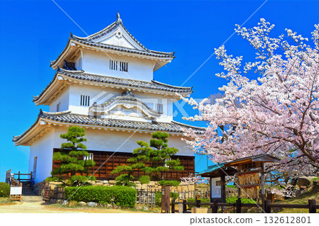 [Kagawa Prefecture] Marugame Castle in spring when cherry blossoms bloom (existing castle tower and stone wall famous castle) 132612801