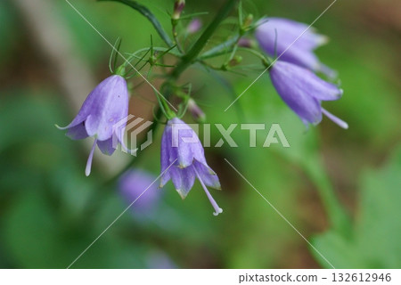 Adenophortriphylla Adenophortriphylla 132612946