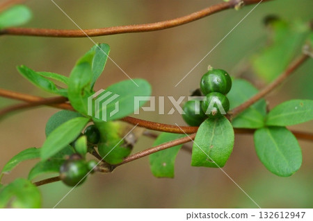 Honeysuckle fruit 132612947