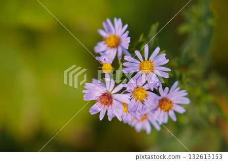 A bunch of purple flowers with yellow centers 132613153