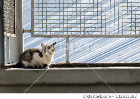 A cat is sitting on a ledge outside A cat is sitting on a ledge outside 132613168