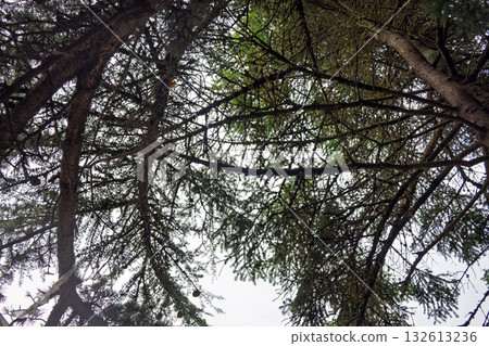 A forest with trees that are bare and have no leaves A forest with trees that are bare and have no leaves 132613236