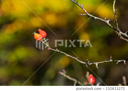 Two red berries on a branch of a tree Two red berries on a branch of a tree 132613272